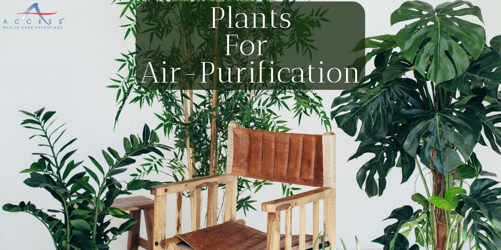 Plants To Improve Air Quality 