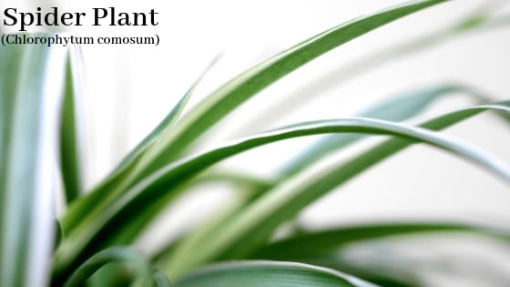 elephant ears plant near me Elephant Ear main image 1